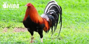 Kỹ thuật chăm sóc cực chuẩn cho giống gà Kelso